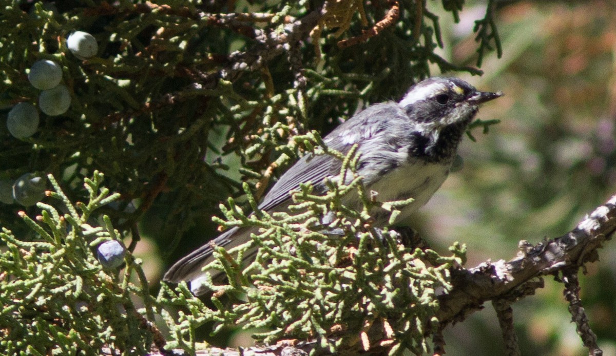 Black-throated Gray Warbler - ML52296191