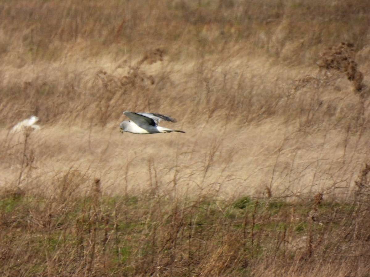 Hen Harrier - Carlos Alberto Ramírez