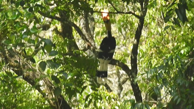 Great Hornbill - ML522962121