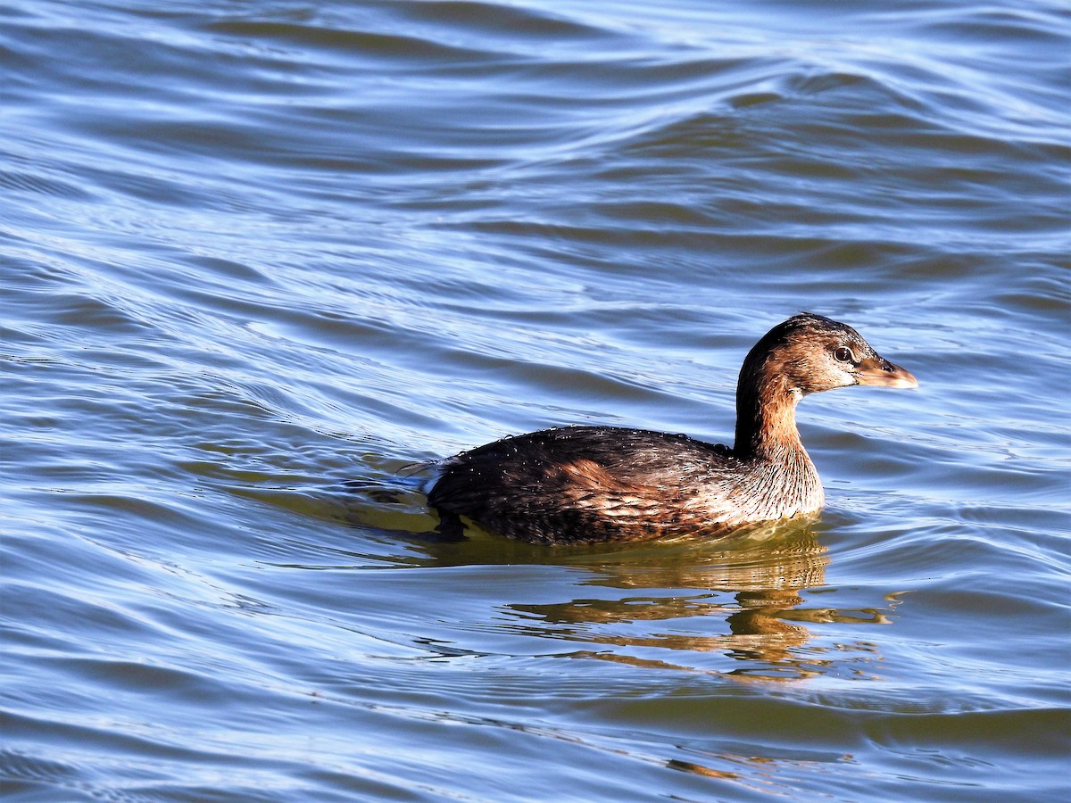 Pied-billed Grebe - ML522962251