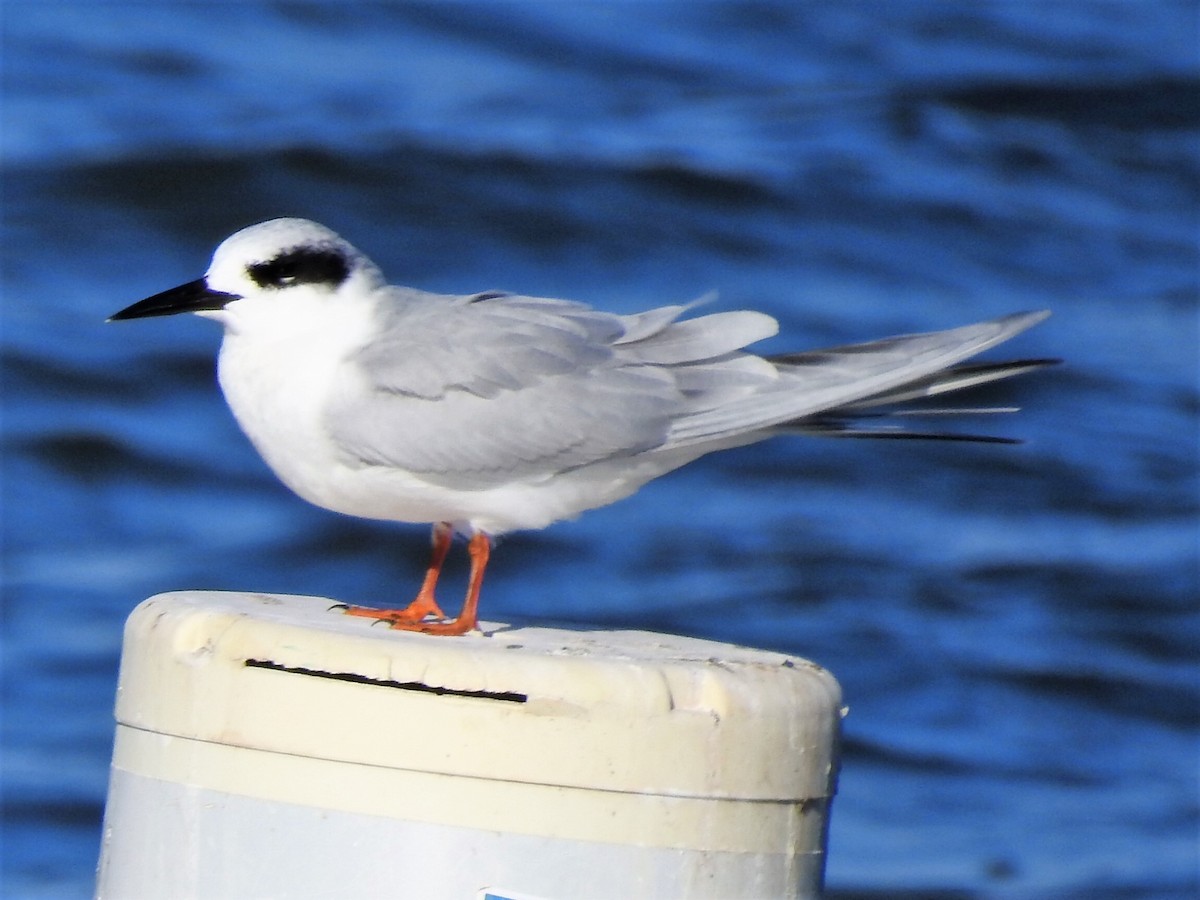 Forster's Tern - ML522962371