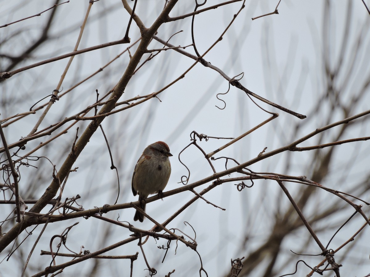 American Tree Sparrow - ML52296331