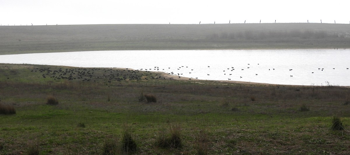 Eurasian Coot - ML522963781