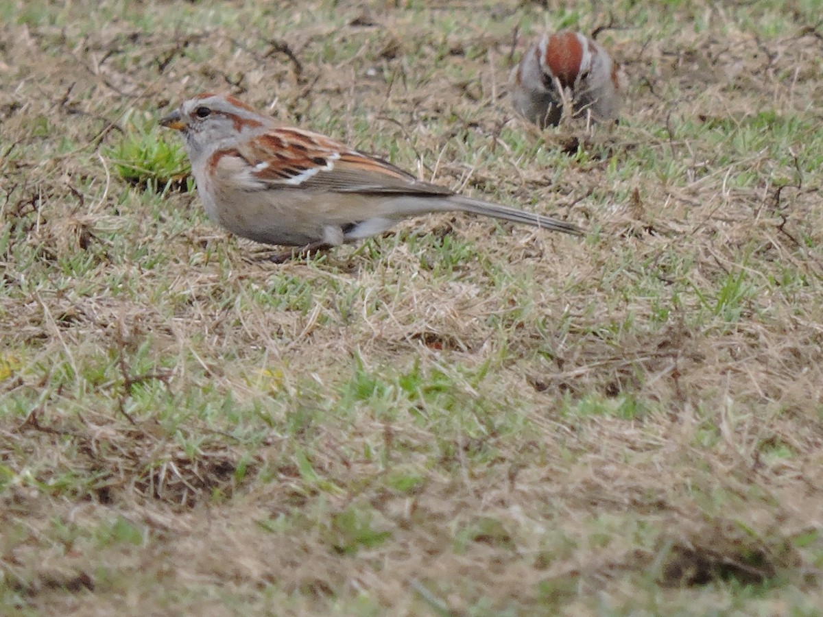 American Tree Sparrow - ML52296381