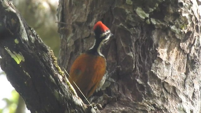 Pic à dos rouge - ML522964401