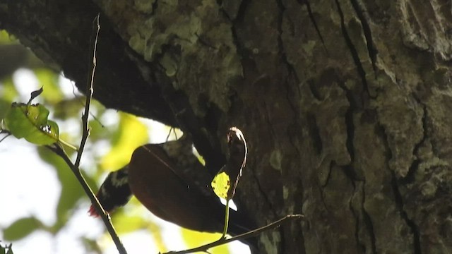 Common Flameback - ML522964421