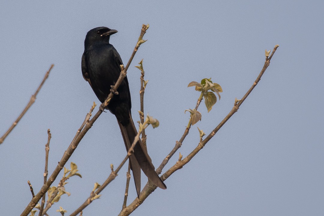 Black Drongo - ML522964581