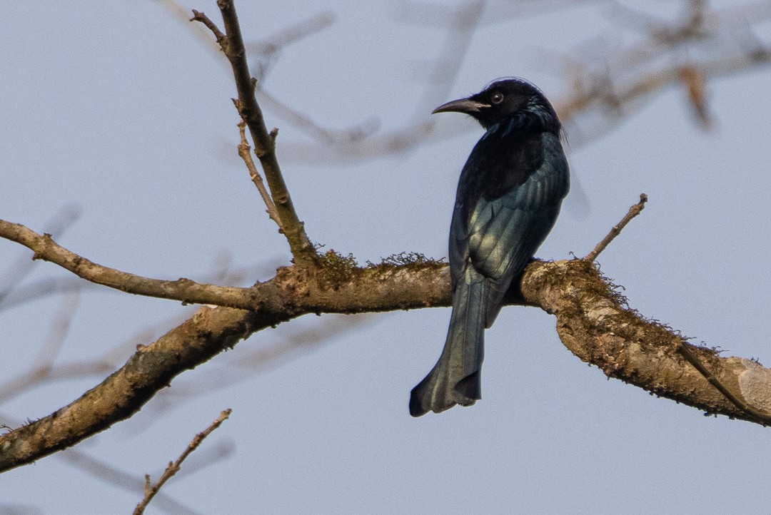Hair-crested Drongo - ML522964591