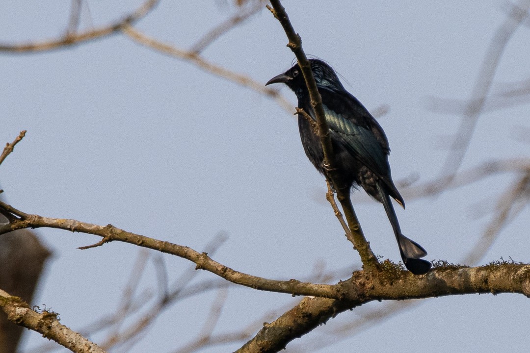 Hair-crested Drongo - ML522964601