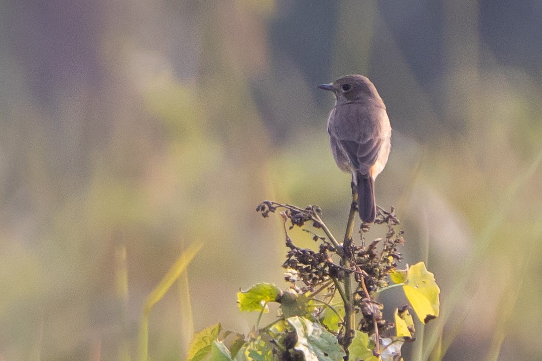 Gray Bushchat - ML522964661