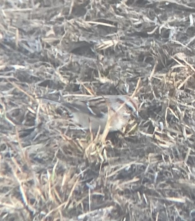 American Tree Sparrow - Gramm Bertram