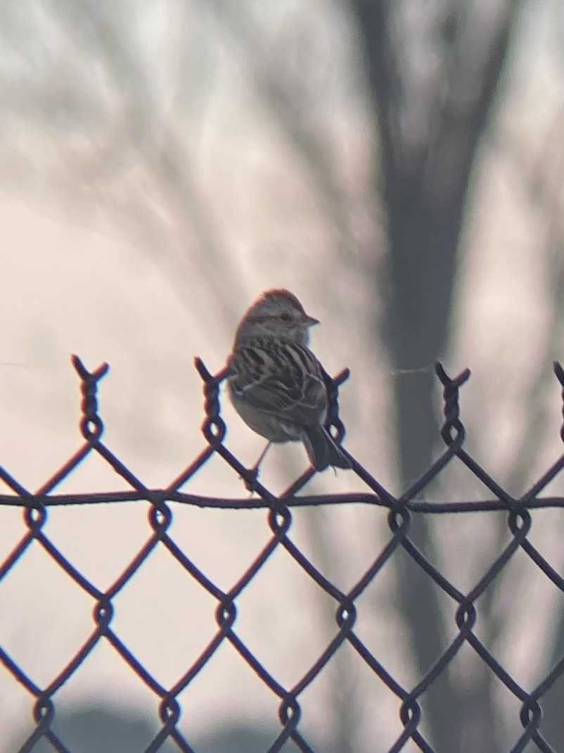 American Tree Sparrow - Gramm Bertram