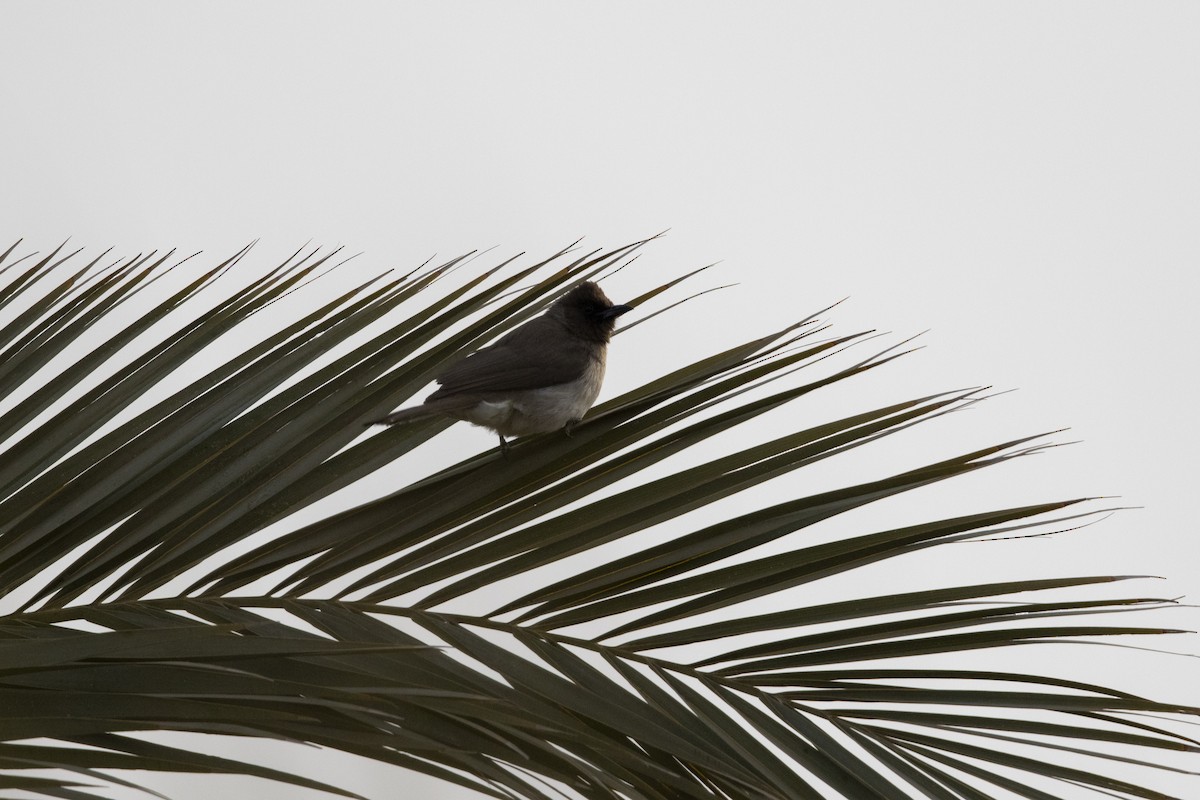 Common Bulbul - ML522967521