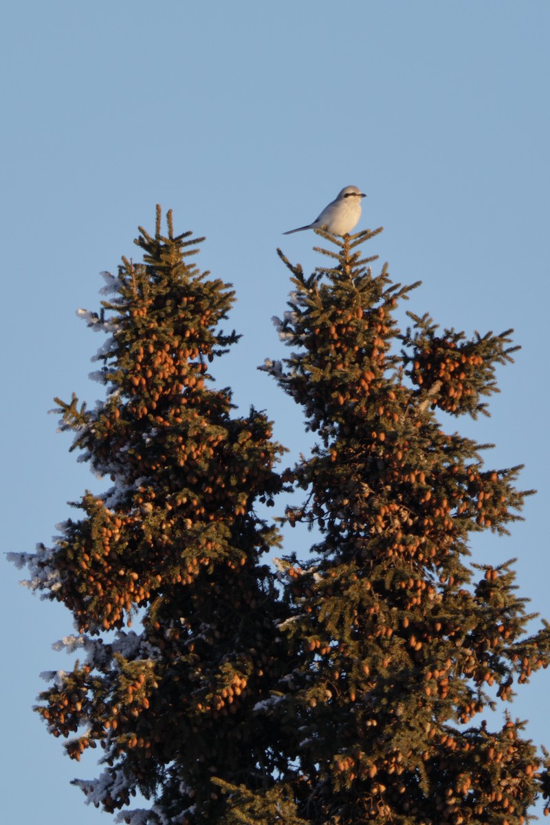 Northern Shrike - Peter Burke