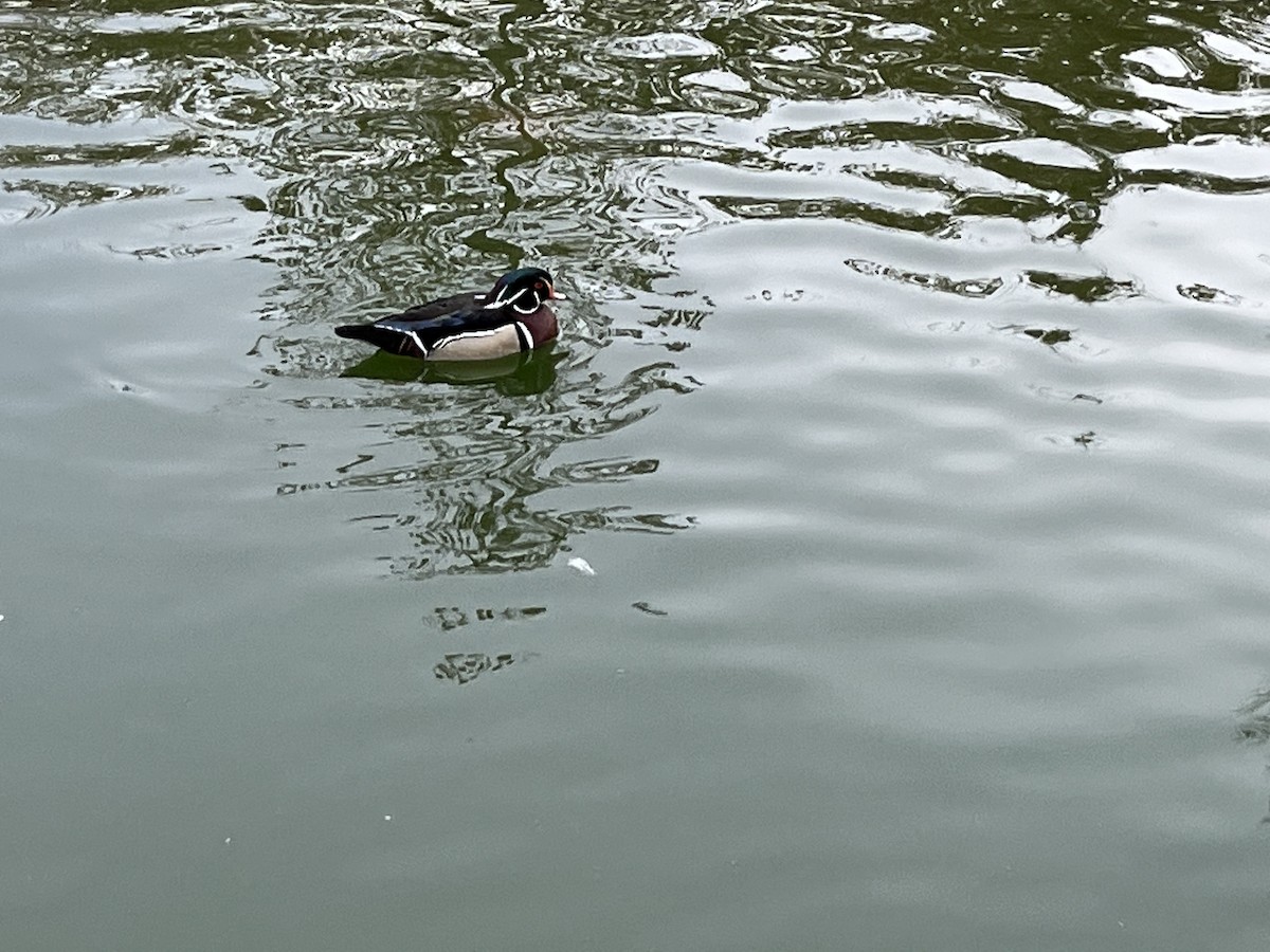 Wood Duck - ML522969521