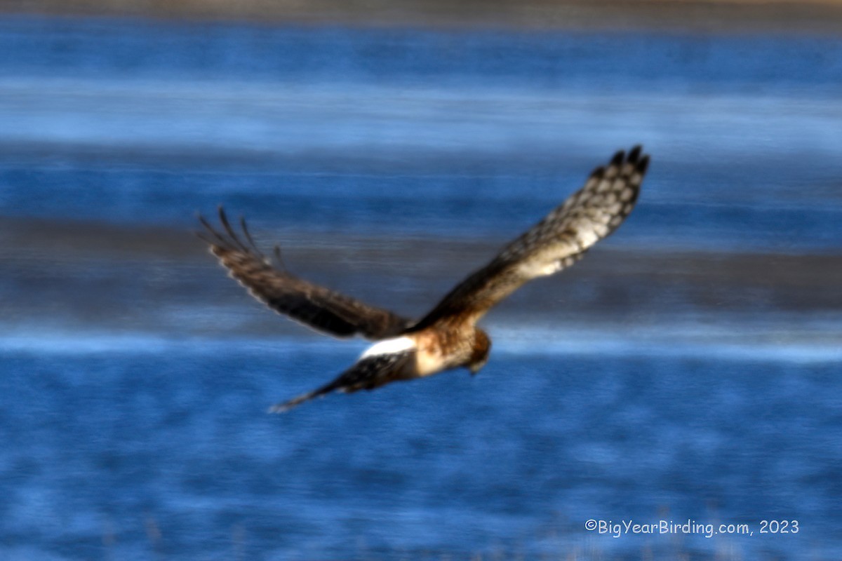 Northern Harrier - Ethan Whitaker