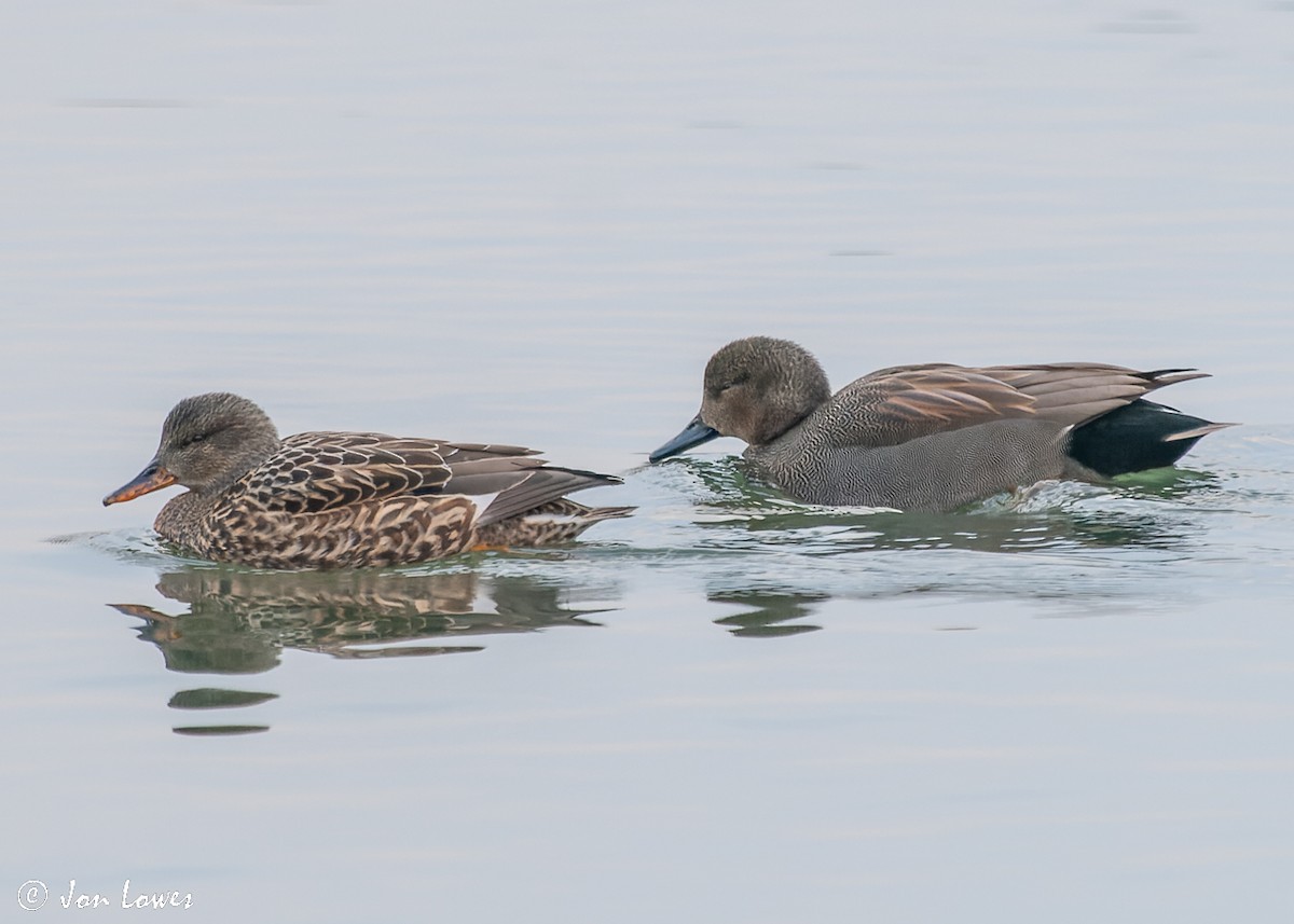 Gadwall (Common) - ML522969841