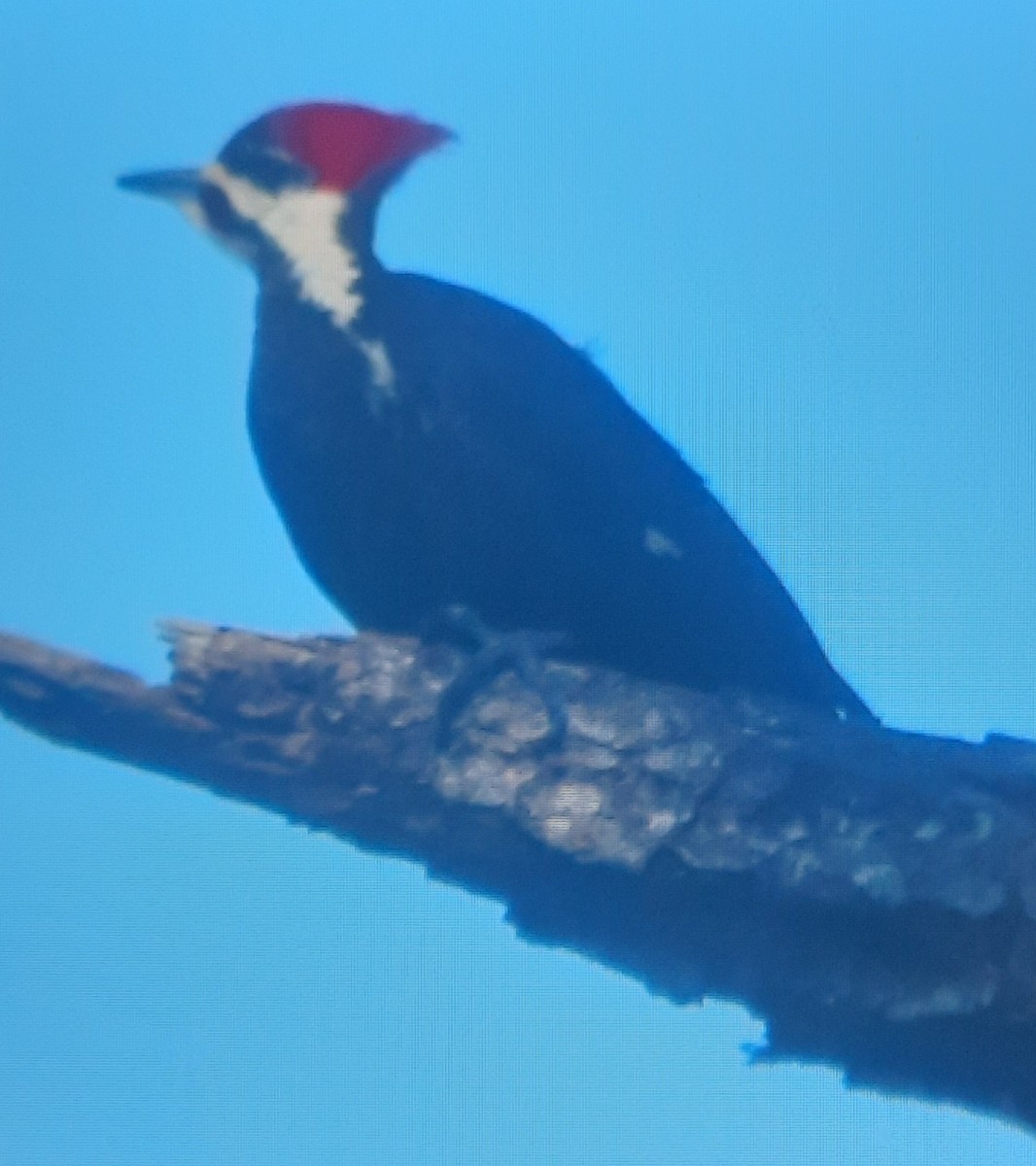 Pileated Woodpecker - ML522970161
