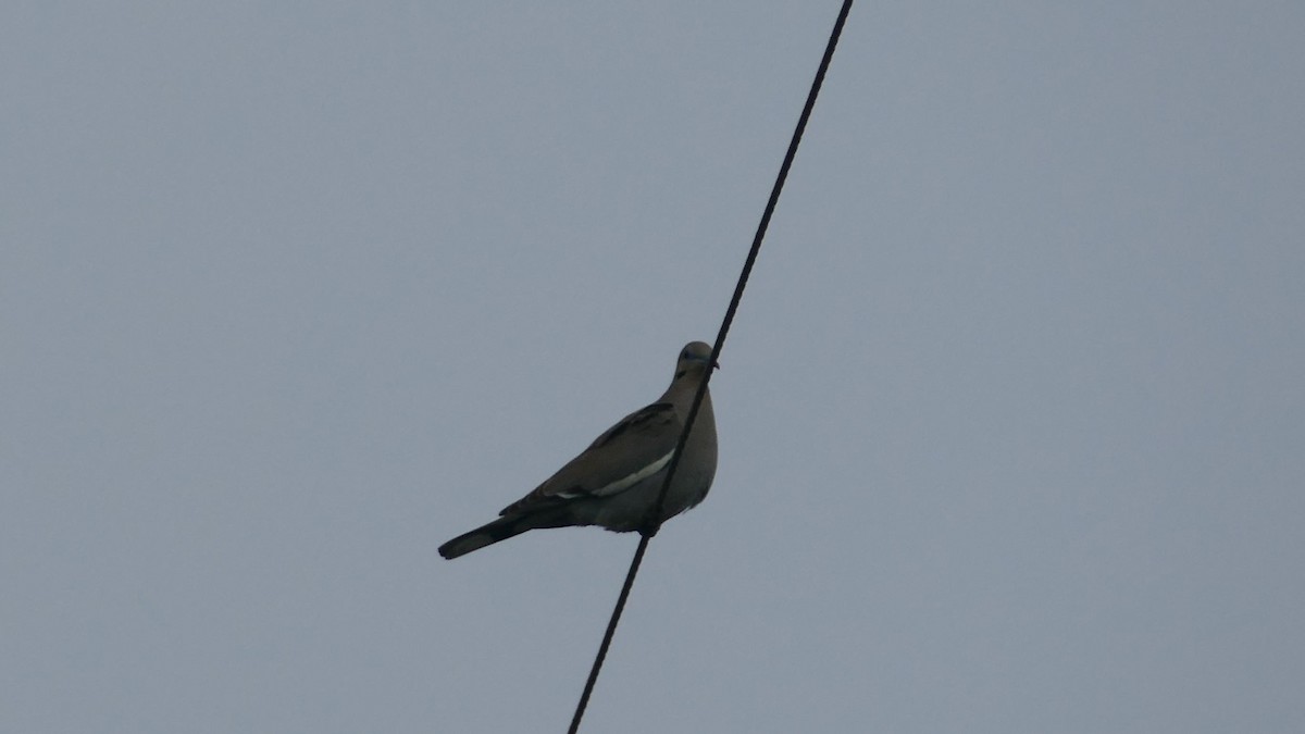 White-winged Dove - ML522970771