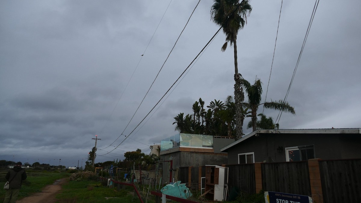 White-winged Dove - ML522970781
