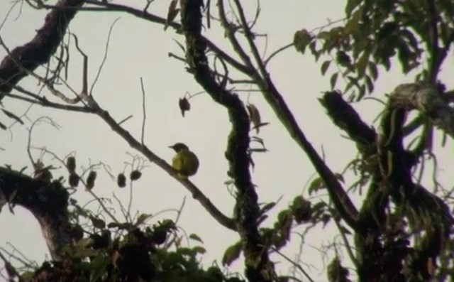 Bulbul de Andamán - ML522970991