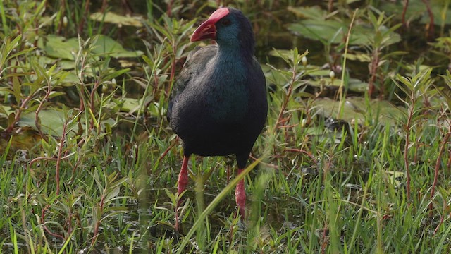 African Swamphen - ML522971851