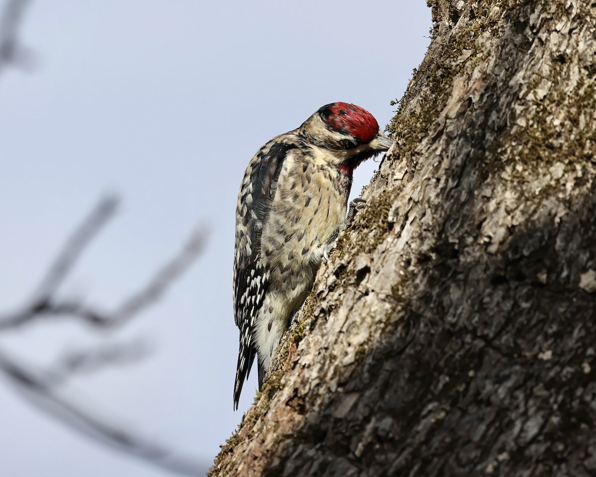 Yellow-bellied Sapsucker - ML522973001