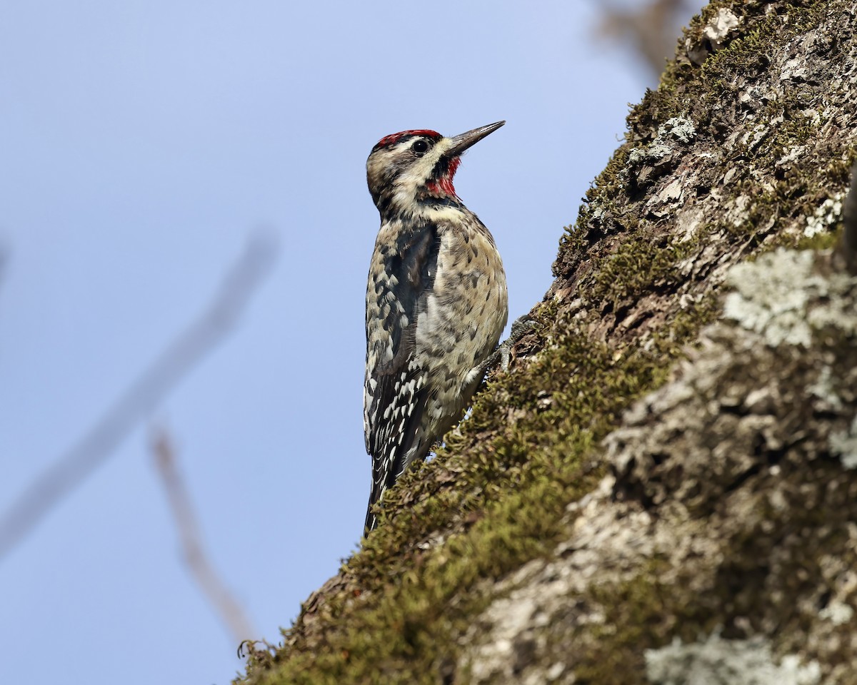 Yellow-bellied Sapsucker - ML522973011