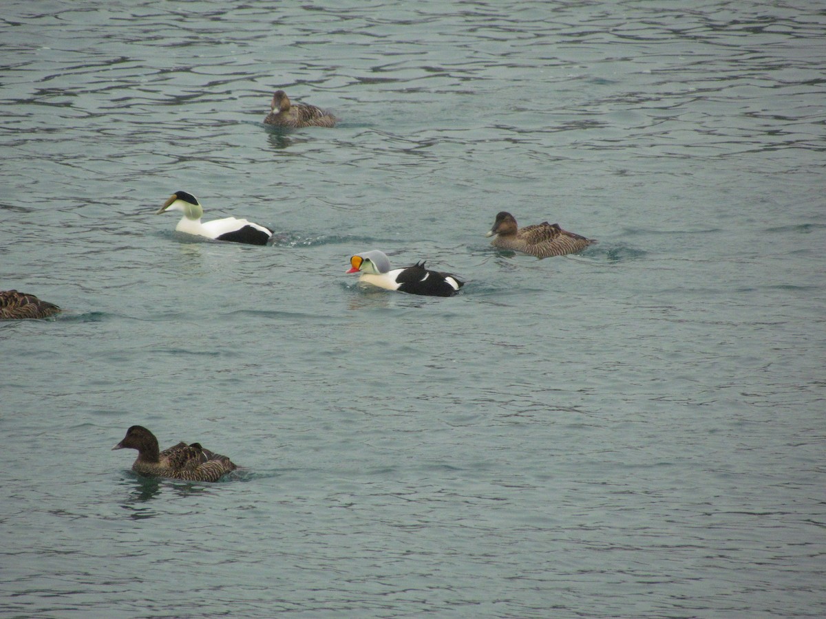 ケワタガモ - ML52297351