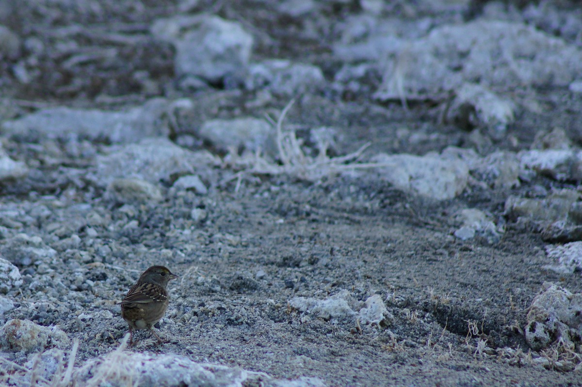 White-crowned Sparrow - ML522973851