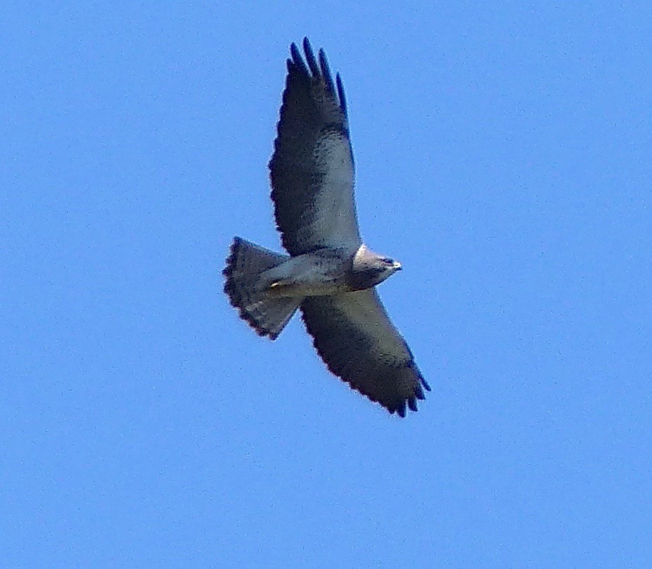 Swainson's Hawk - Rob O'Donnell
