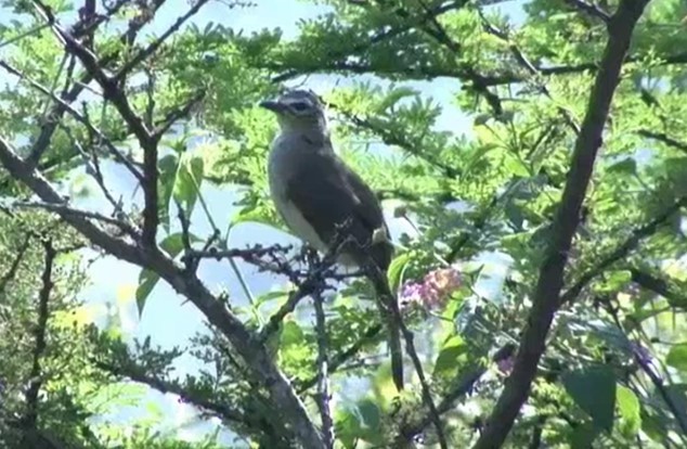 White-browed Bulbul - ML522974451