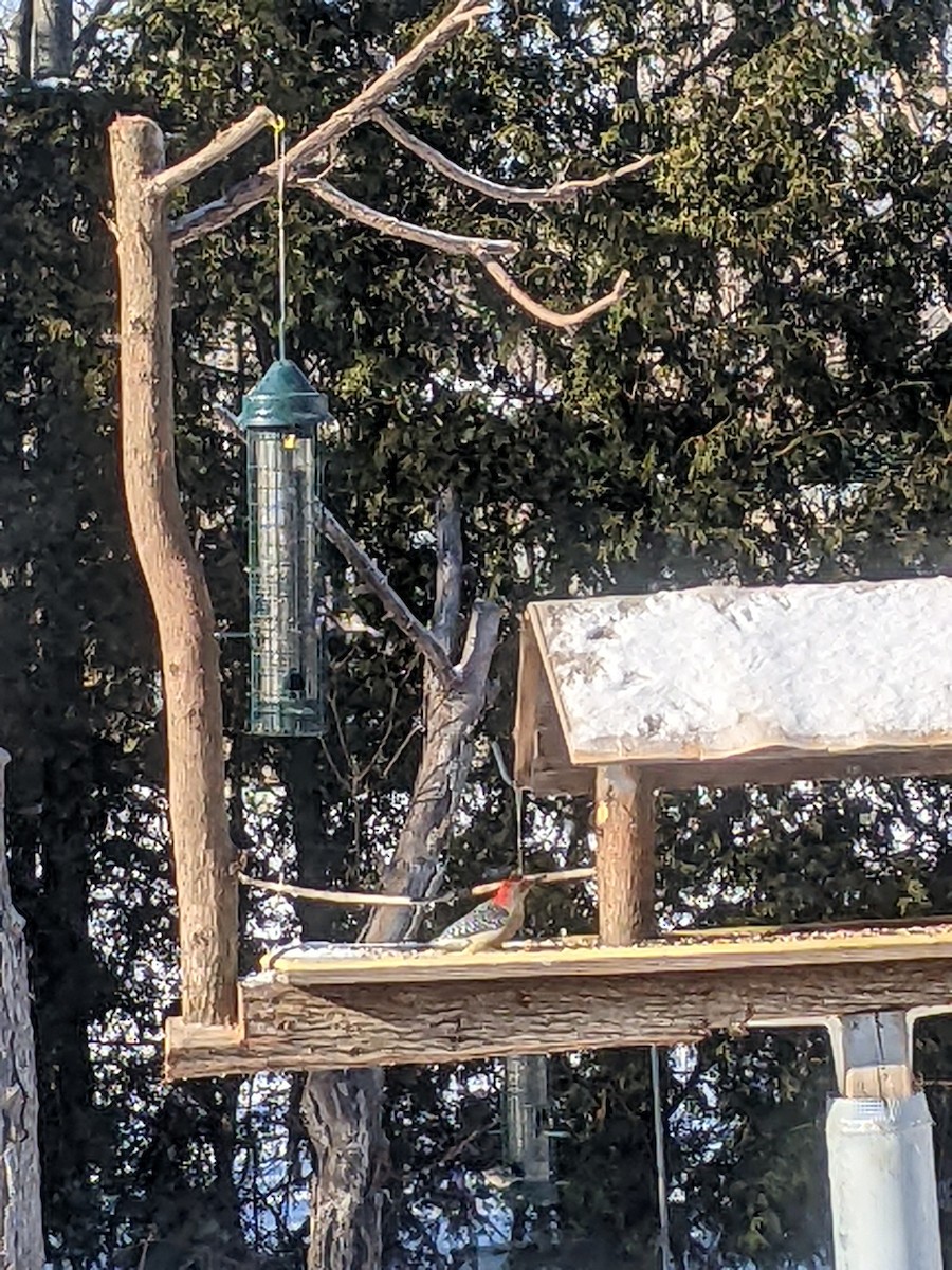 Red-bellied Woodpecker - ML522976371