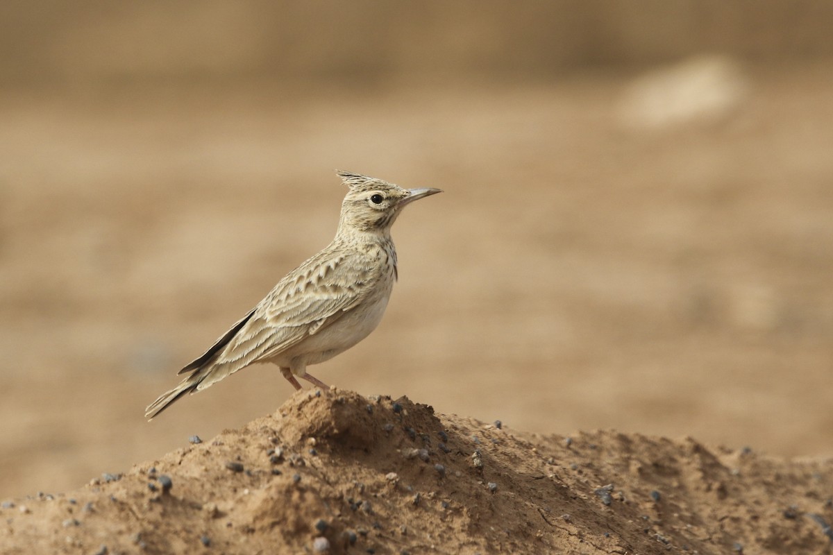 Crested Lark (Maghreb) - Wojciech Janecki