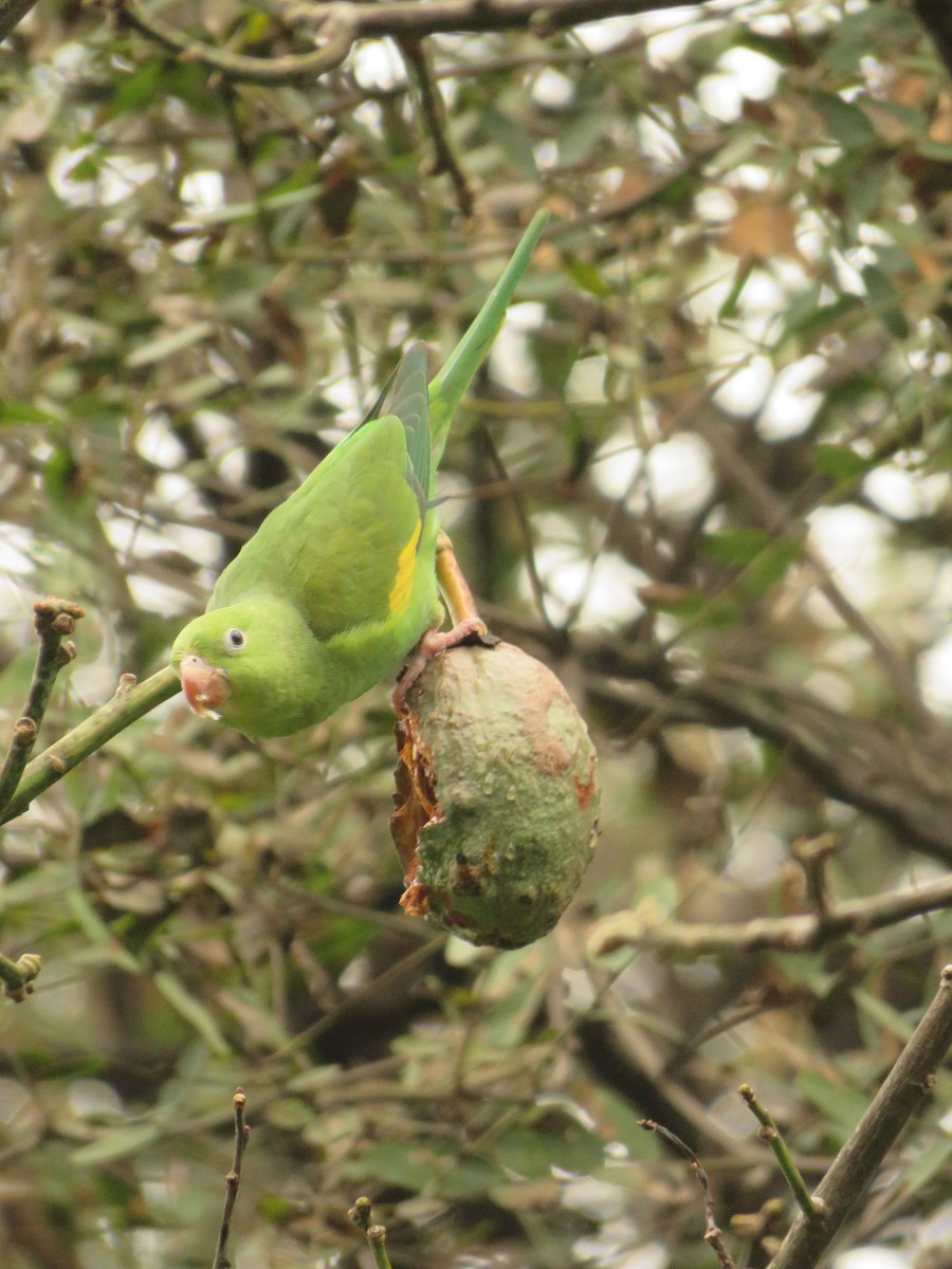 Yellow-chevroned Parakeet - ML522976731