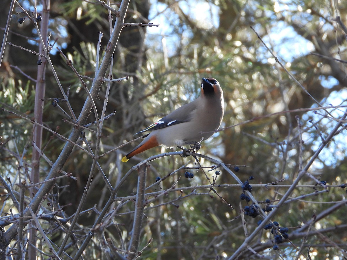 Bohemian Waxwing - ML522977021