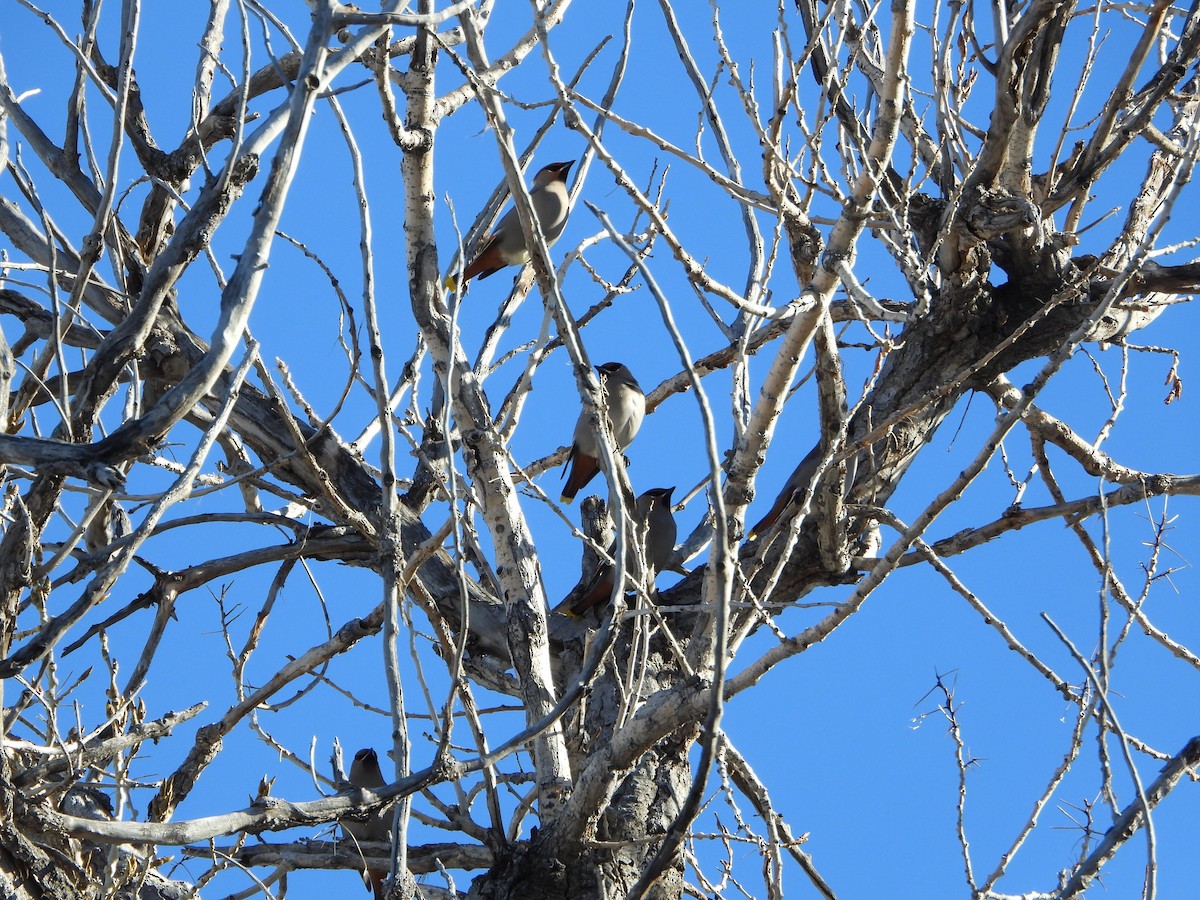 Bohemian Waxwing - Cole Sage