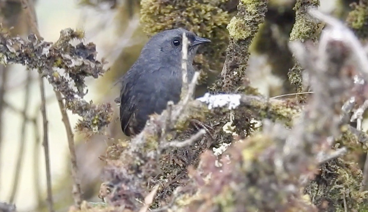 Neblina Tapaculo - Frank Witebsky