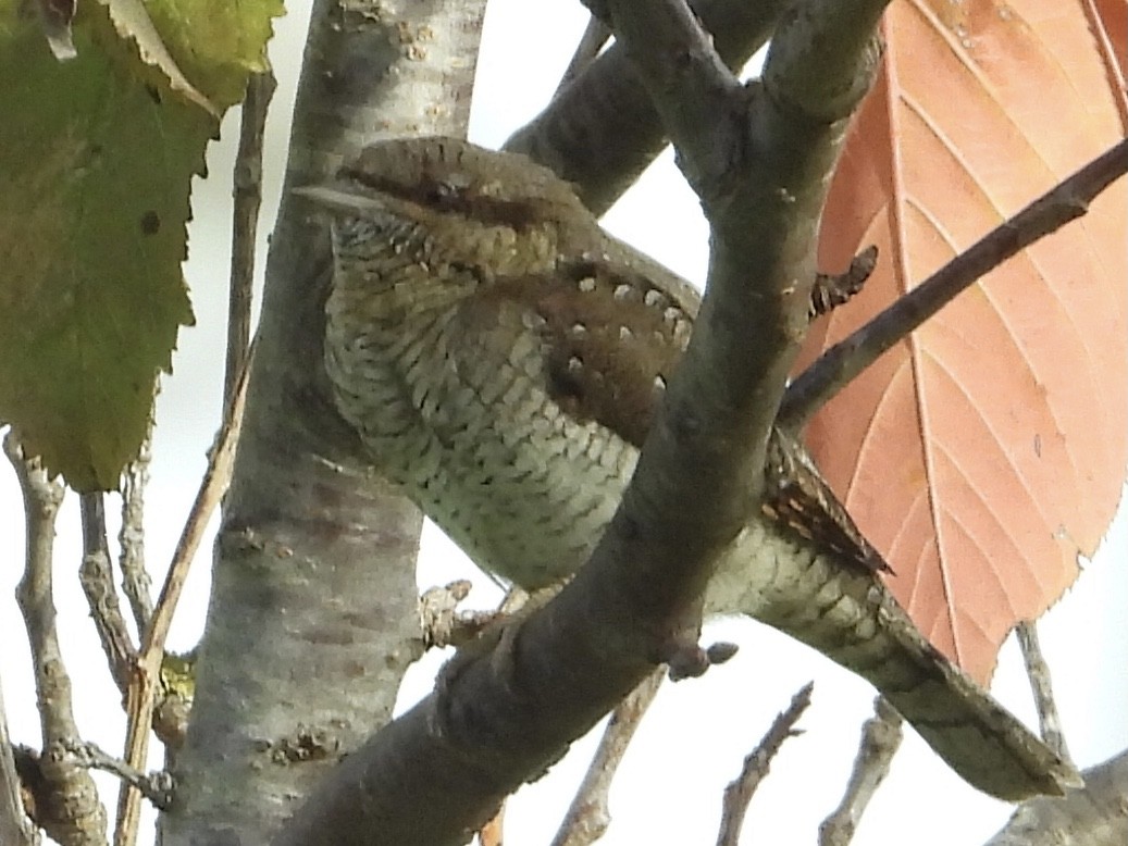 Eurasian Wryneck - christopher stuart elmer