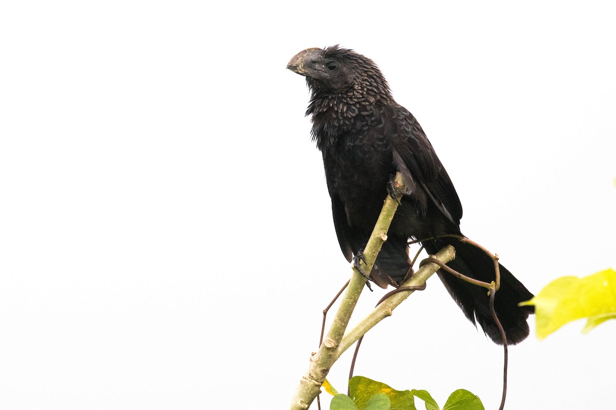 Smooth-billed Ani - Leo Damrow