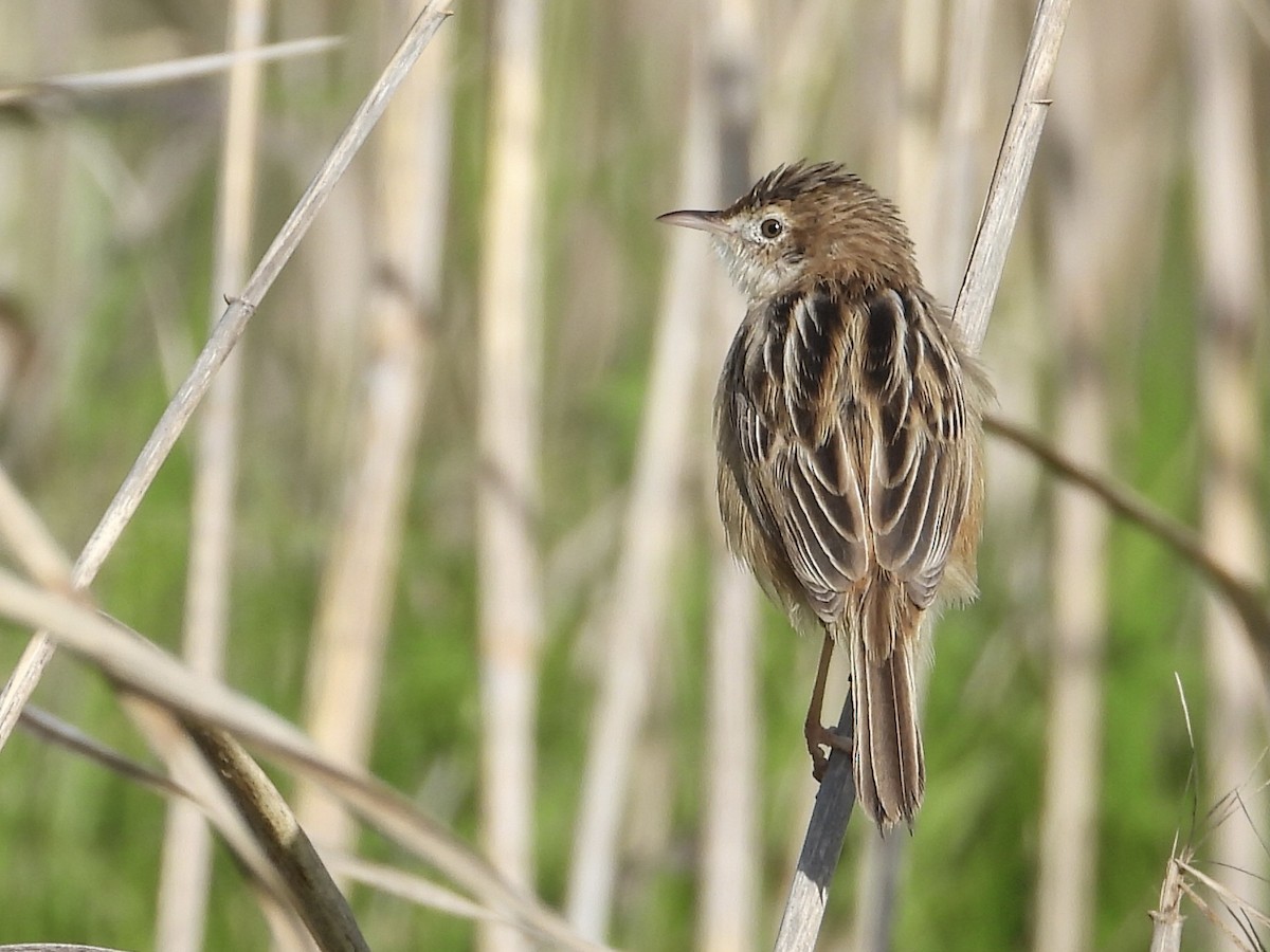 Zitting Cisticola - ML522979881