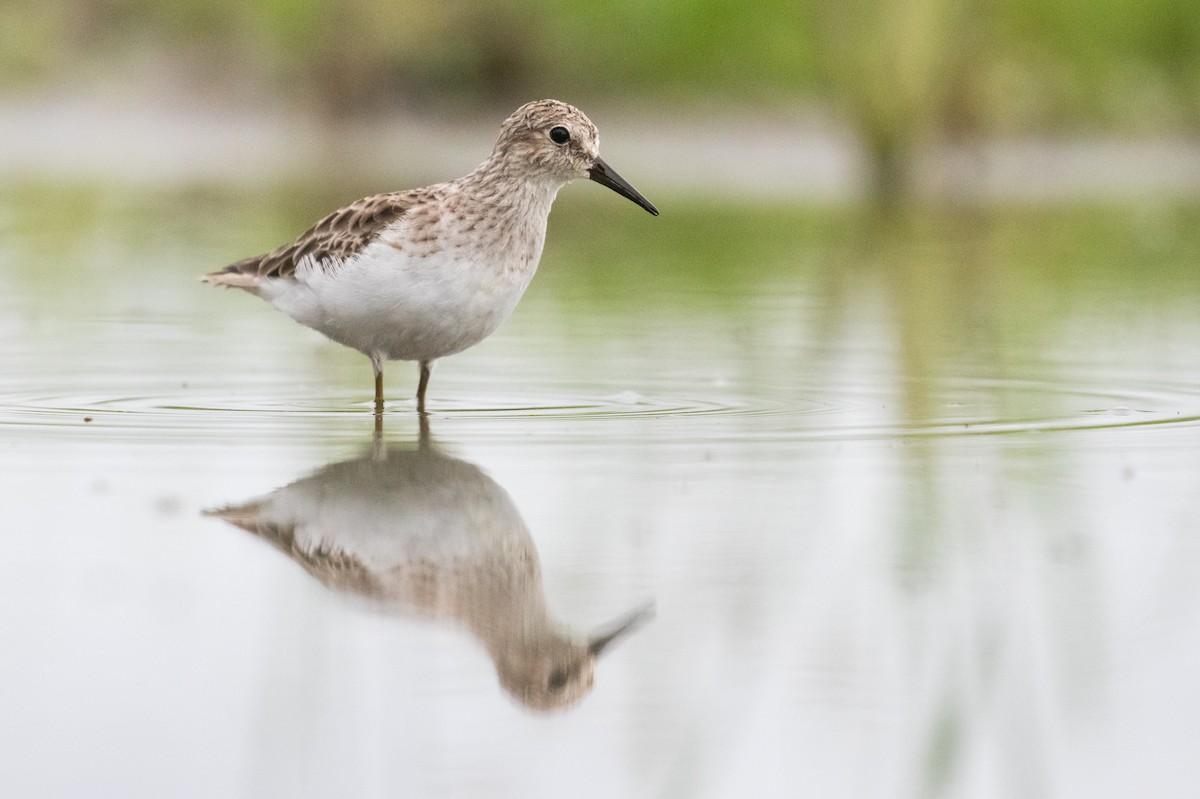 Least Sandpiper - Leo Damrow