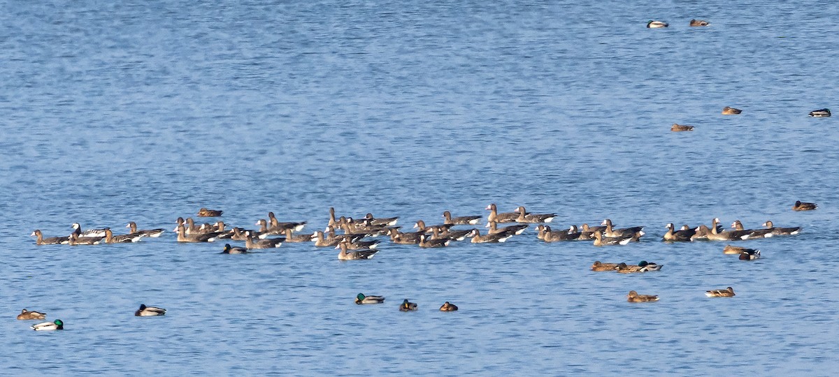 Barnacle Goose - ML522982041