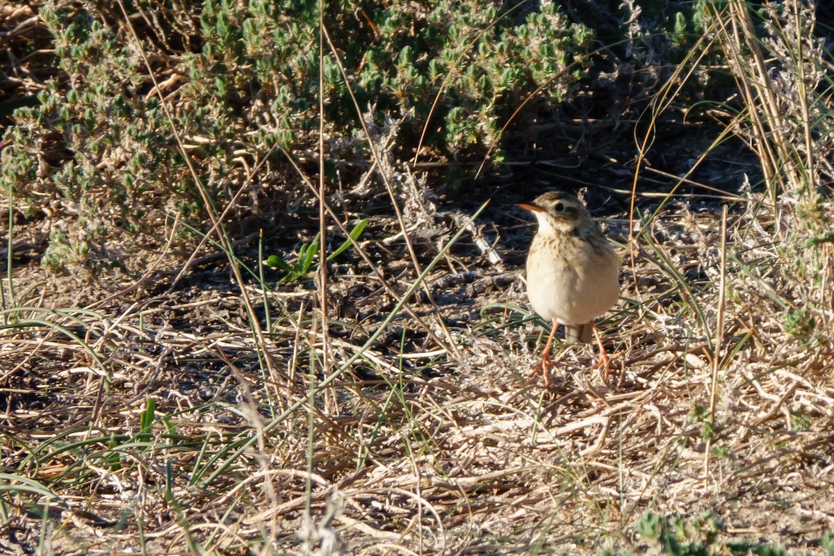 Richard's Pipit - ML522982391