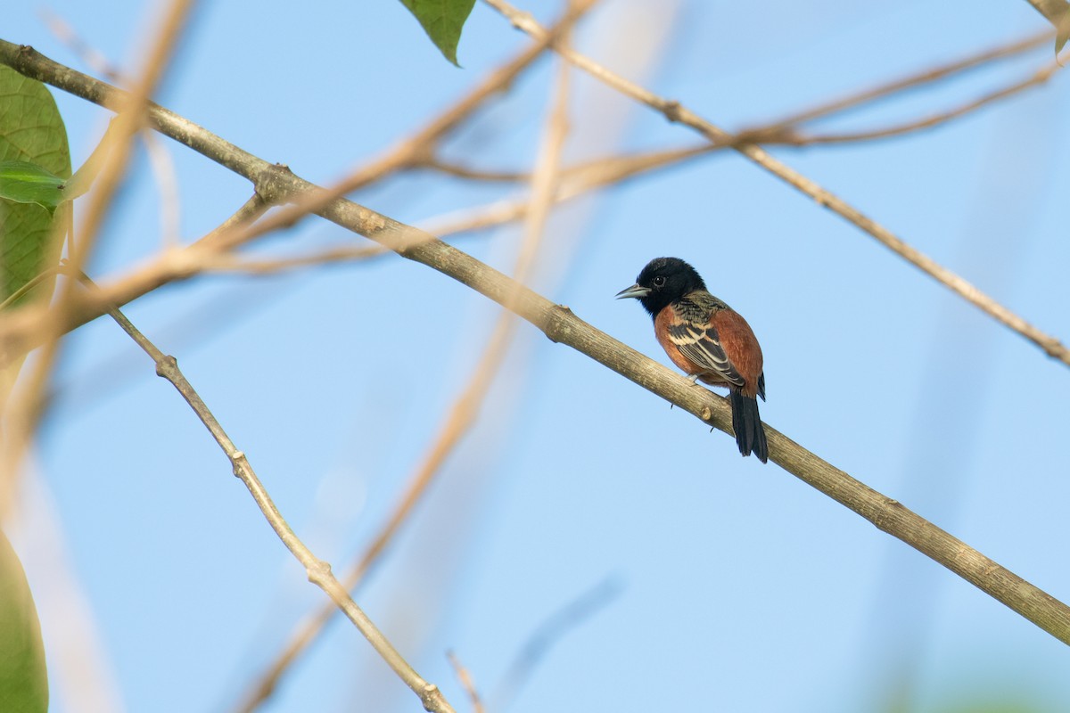 Orchard Oriole - Leo Damrow