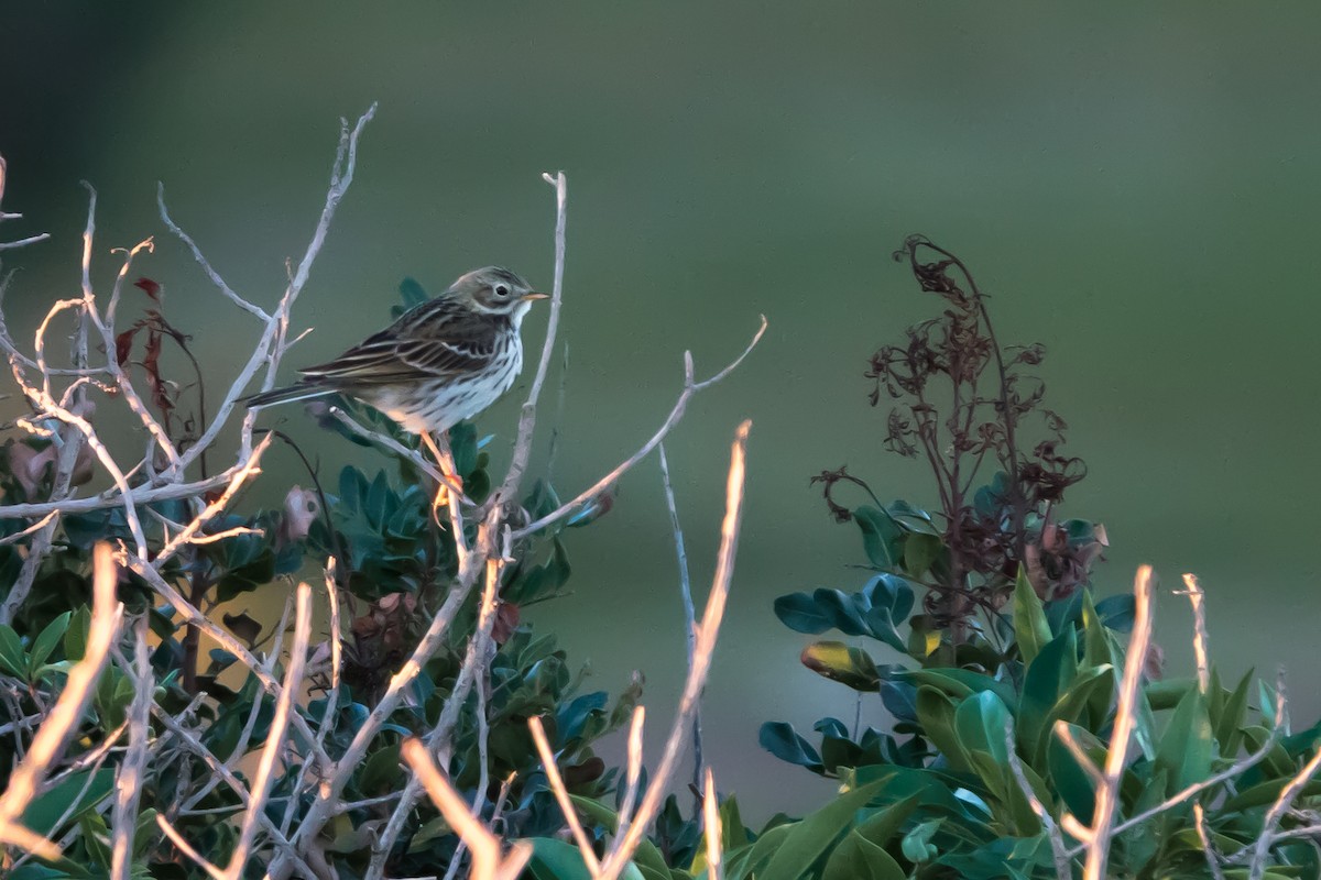 Meadow Pipit - ML522982561