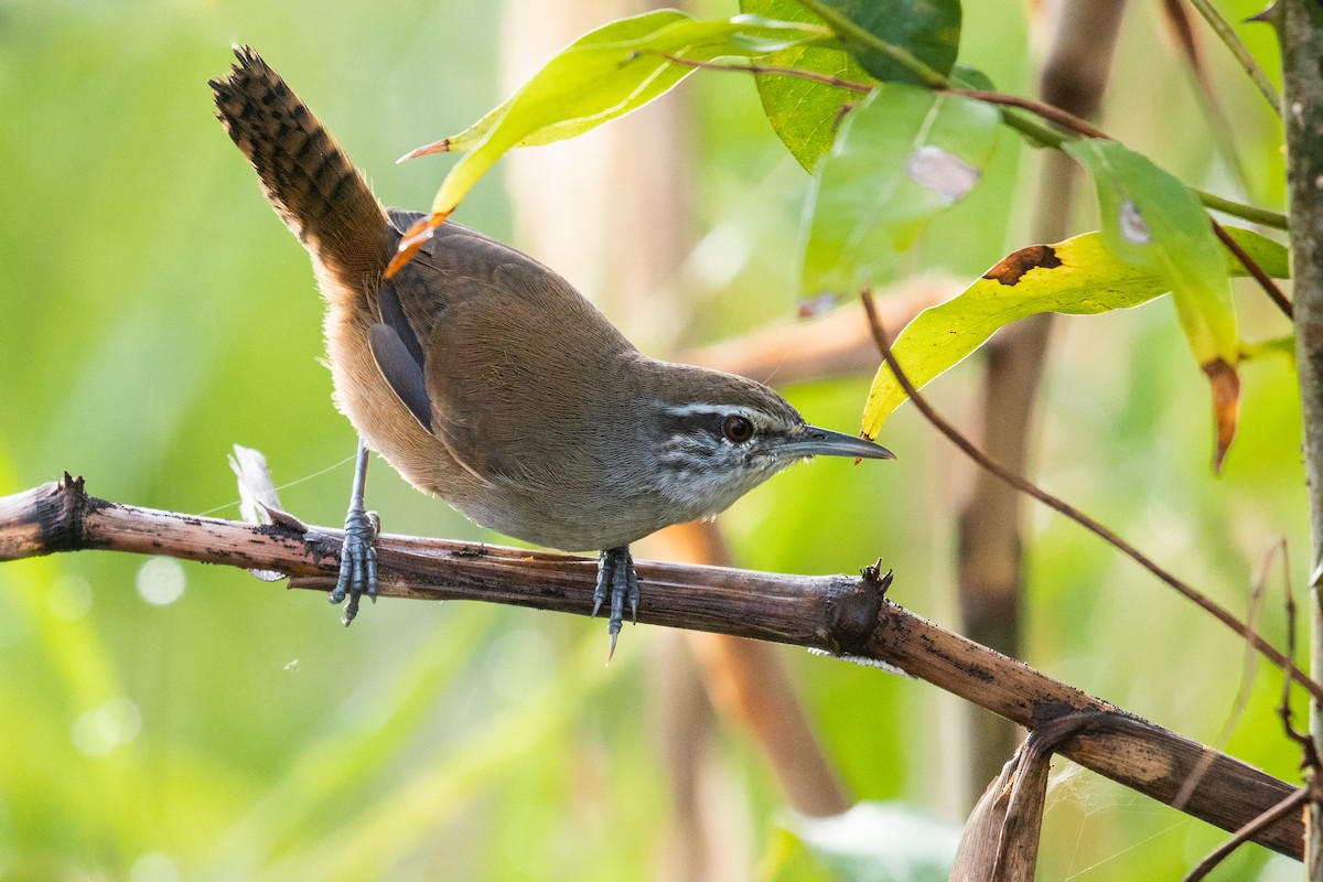 Isthmian Wren - Leo Damrow