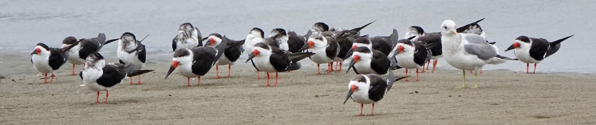 Black Skimmer - ML522984761