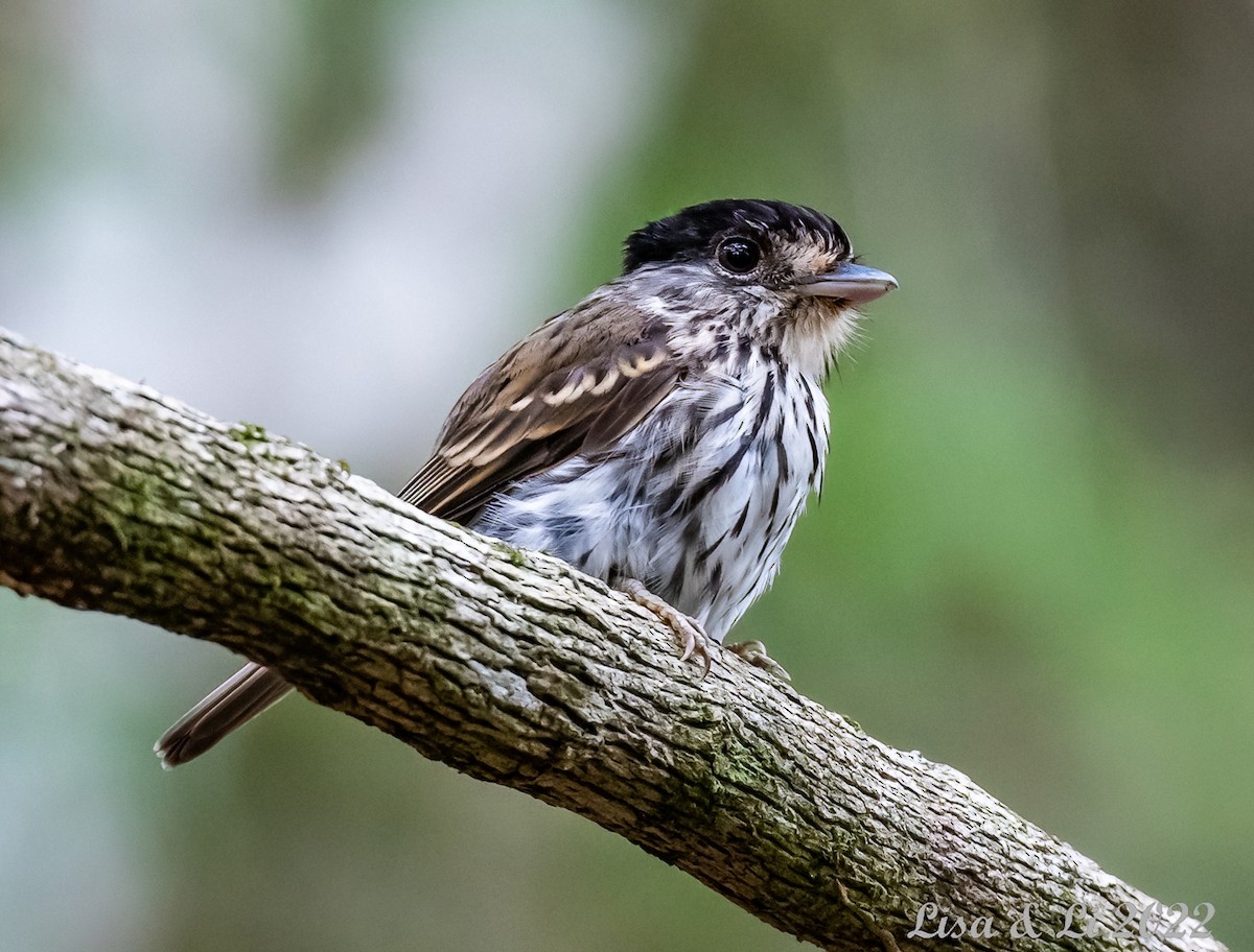 African Broadbill - Lisa & Li Li