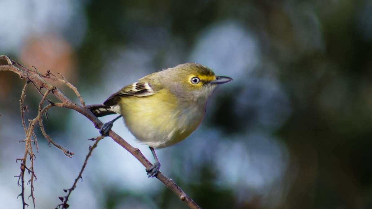 White-eyed Vireo - Bob Scheidt